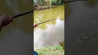 fish catching videos shorts [upl. by Prissie]