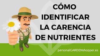 CÓMO IDENTIFICAR LA CARENCIA DE NUTRIENTES EN LAS PLANTAS [upl. by Morrell230]