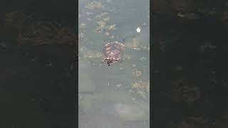 Active and Energetic Turtle Swimming Happily at the Pond shortvideo juronglakegardens testudines [upl. by Dihahs925]