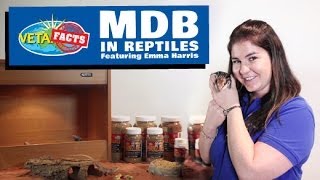 Lizard Health  MBD in Reptiles [upl. by Eustache940]