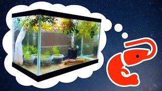 HOW TO Easy Cherry Shrimp Tank for Breeding [upl. by Eillom]