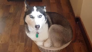 If It Fits I Sits😅Huskies being dramatic for 10 minutes [upl. by Madalyn]