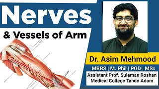 Nerves and Vessels of Arm  Hindi  Urdu [upl. by Aruasor117]