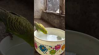 My Baazigar birds bollywood song music 🥰🥰🥰🥰🥰🥰🥰Shoth shorts birdplanet [upl. by Antonio796]