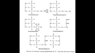 Structures of Phospholipids Phosphatidylcholine Phosphatidylethanolamine Phosphatidylserine [upl. by Derrek]