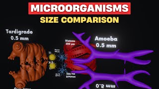 Microorganisms size comparison 3D  Virus size  Bacteria size  3d Animation comparison 2024 [upl. by Grover]