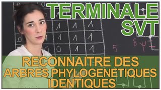 Reconnaître des arbres phylogénétiques identiques  SVT  Terminale  Les Bons Profs [upl. by Maise246]