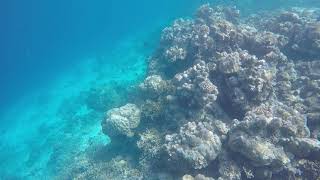 Kagi Spa Island Resort Maldives  snorkeling outside Ocean Villa March 2021 [upl. by Ynnoj302]