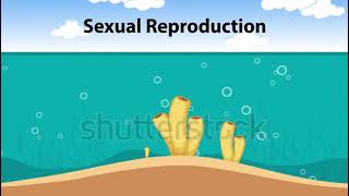 Biology Science Porifera Animation showing the process of asexual amp sexual reproduction [upl. by Lehar502]