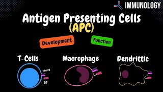 Antigen Presenting Cells Bcells Macrophage Dendritic Cell  Immunology [upl. by Novaj652]