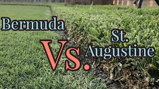 Bermudagrass vs St Augustinegrass  Warm Season Turf [upl. by Clarice]