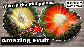 Amazing fruit with great health benefits  Best of Hala fruit or screwpine [upl. by Davenport]