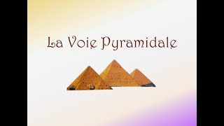 Neurofacile 1  La Voie Pyramidale [upl. by Zoara]