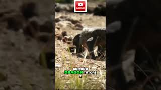 I Witnessed Komodo Dragons DEADLIEST Hunt [upl. by Nagaek]