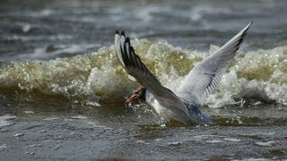 Dźwirzyno Kolberger Deep  Ferien in Polen wmv  httpwwwapartamentzuziapl [upl. by Latihs499]