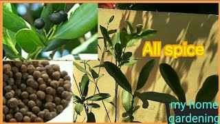 How to grow and care and use AllSpice plant [upl. by Peri]