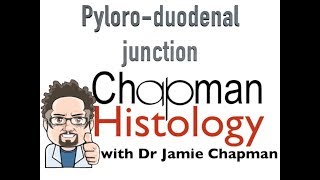 3 Min Histology  Pyloroduodenal Junction [upl. by Hanauq323]