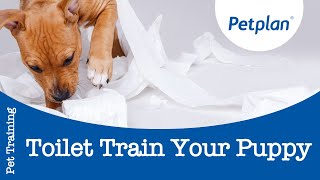 How to Toilet Train a Puppy  Petplan [upl. by Eilyab]