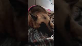 My dog passed away September 10th germanshepherd rainbowbridge missyousomuch ilysm [upl. by Mollee416]