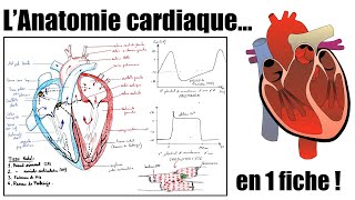 Fiche  Réaliser un schéma anatomique du cœur humain [upl. by Eita]