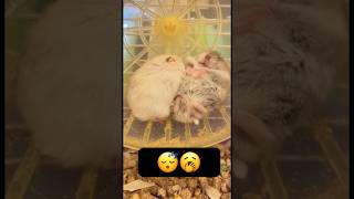 C’est l’heure de la sieste pour ses deux hamsters 😍♥️ shorts animals animaux funny cute pets [upl. by Vivie]