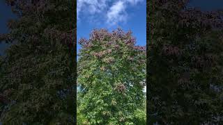 Sweetgum  crown  September 2024 [upl. by Anse247]