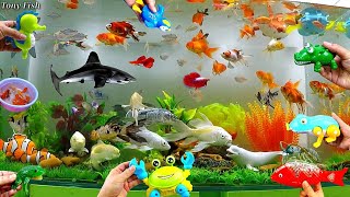 Collection of Cute Animals Videos Shark Yellow Carp Dolphin Crocodile Crab Seahorse Goldfish [upl. by Adelind486]