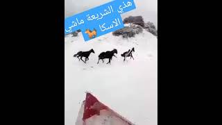 فيديو رائع من اعالي الشريعة 🐎Chrea Blida 🦄 [upl. by Nylasoj704]