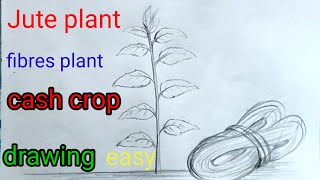 Jute plant drawingcash cropfibres 🌱 drawingkharif cropsrainy season cropjuteplantfibresplant [upl. by Aicilet]