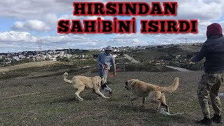 KARŞISINDAKİ KÖPEĞE HIRSLANIP SAHİBİNİ ISIRAN DEV KÖPEK BETON [upl. by Avi207]