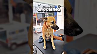 Street Dog 🐕 Grooming pets pet [upl. by Vanderhoek]