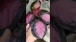 Perbedaan Calathea Roseopicta pink amp green calathea [upl. by Anastasie]