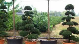 Ilex Crenata  Japanese Holly [upl. by Ynehteb]