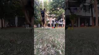 Play time with pet dog dogshorts petowner malinoislovers doglover puppy puppy dog doglife [upl. by Anoniw]