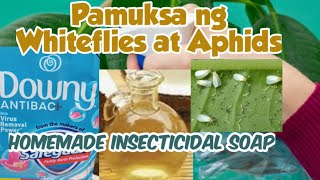 Mabisang pamuksa ng Whiteflies at AphidsHomemade Insecticidal Soap [upl. by Tijnar875]