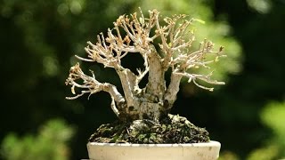 Sumo Shohin Willow Leaf Ficus [upl. by Bagger835]