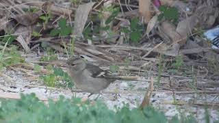 Common Chaffinch Fringuello Fringilla coelebs female [upl. by Obe]