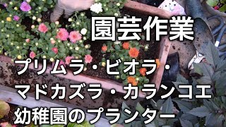 10月の園芸作業 プリムラ ビオラ マドカズラ カランコエのお手入れ 鉢増し 切り戻し 子育て中の騒動 喧嘩なんかを思い出しながら [upl. by Nilknarf]