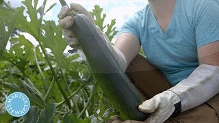 When to Harvest Zucchini in a Vegetable Garden  Martha Stewart [upl. by Hetty]