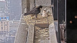 367 Collins St Falcons F24 Shelters Chicks from Rain 🌧️ Mumbrella Style ☔ 2024 Oct 18 [upl. by Thorbert623]