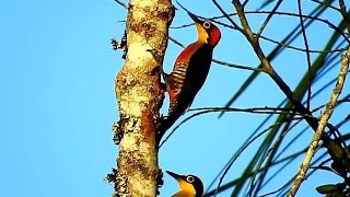 Beneditodetestaamarela  Macho e Fêmea [upl. by Wenoa]