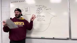 Methods In Synthetic Biology 2024 017 Drosophila Development [upl. by Humph]