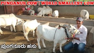 Punganur cow  world shortest cow  mini cow  dwarf cow breed  ಪುಂಗನೂರು ಹಸು  rangu kasturi [upl. by Clemmy]