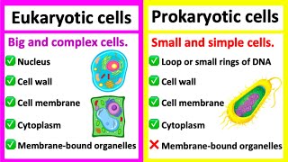 EUKARYOTIC CELLS vs PROKARYOTIC CELLS  Whats the difference [upl. by Nisior]