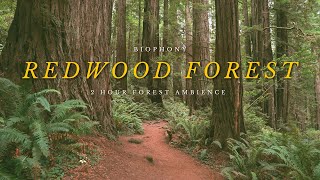 Redwood Forest Soundscape  4K virtual forest walk  relaxing nature sounds  background ambience [upl. by Apollus475]