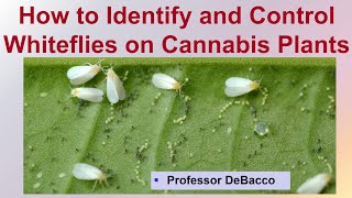 How to Identify and Control Whiteflies on Cannabis Plants [upl. by Revart]