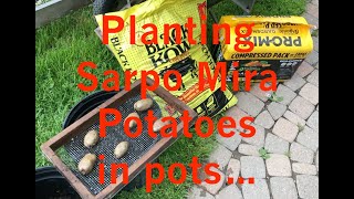 Very Special Potatoes in pots Sarpo Mira planting 11 May 2024 [upl. by Keese]