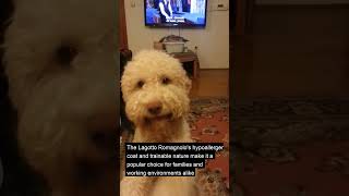 The Lagotto Romagnolo is a rare and versatile breed originating from Italy shorts [upl. by Ameen]