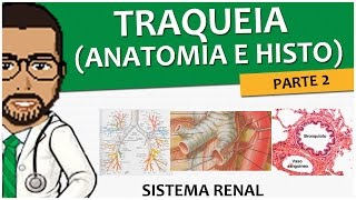 Sistema Respiratório 12  Árvore traqueobrônquica P2  Anatomia e histologiada traqueia [upl. by Ayifas]