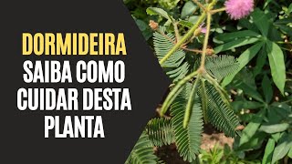 Dormideira Saiba Como Cuidar Desta Planta [upl. by Noby]